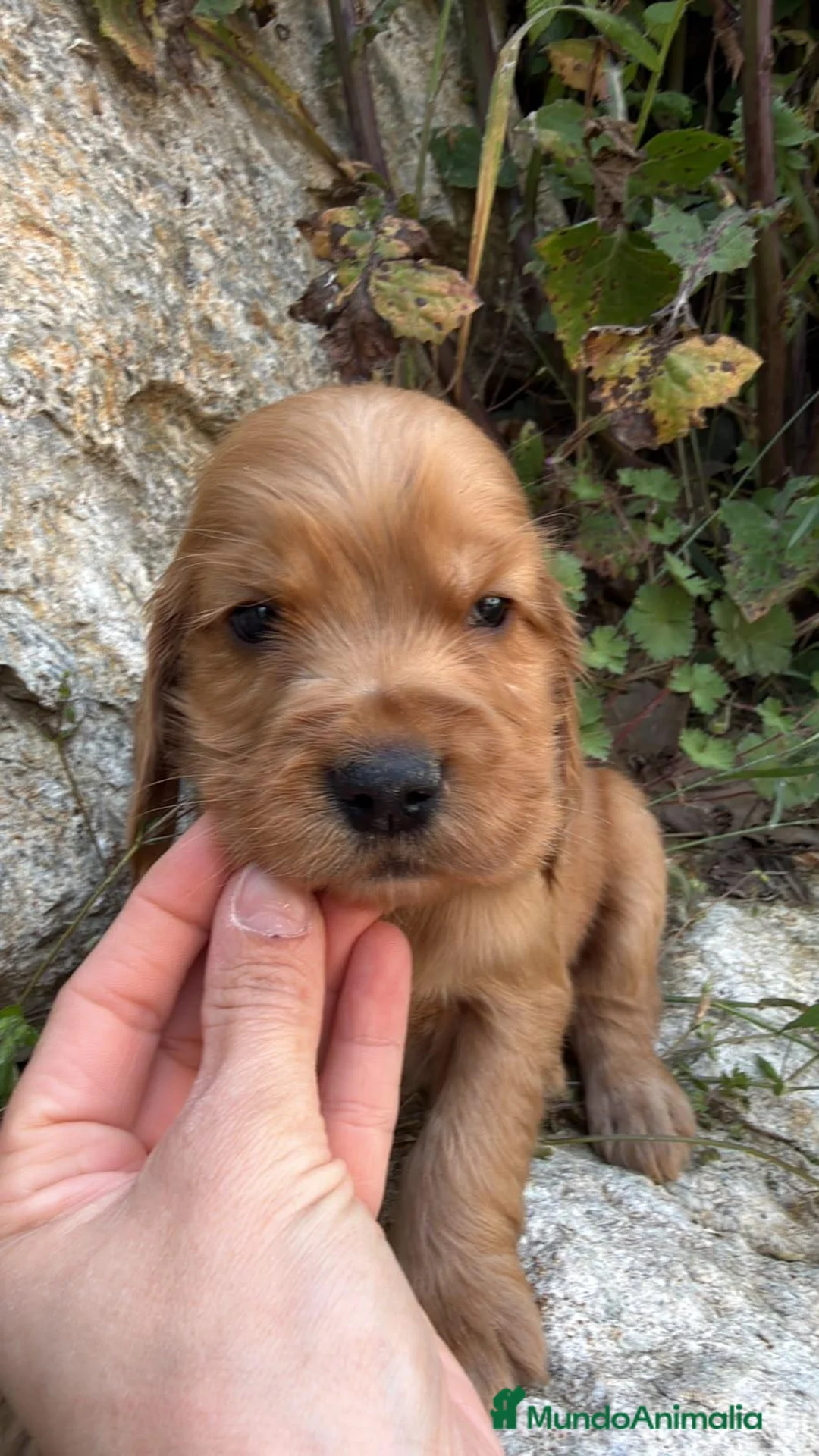 Cocker Spaniel Inglés perros en venta: COCKER INGLES - Anuncio 4