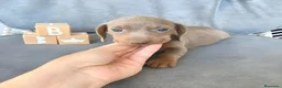 Teckel Miniatura perros en venta: CACHORROS DE TECKEL  - Anuncio 4