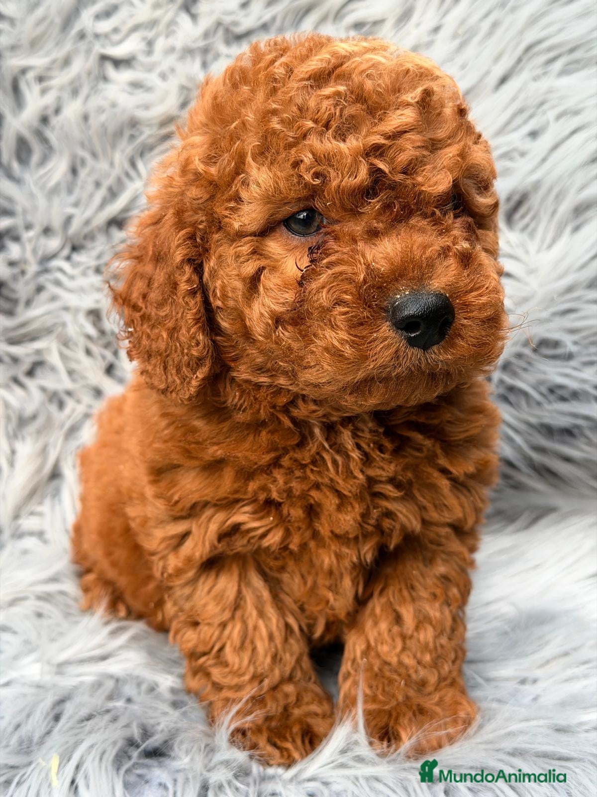Caniche Enano perros CAMADA CANICHE ENANO ROJO INTENSO - Anuncio 2