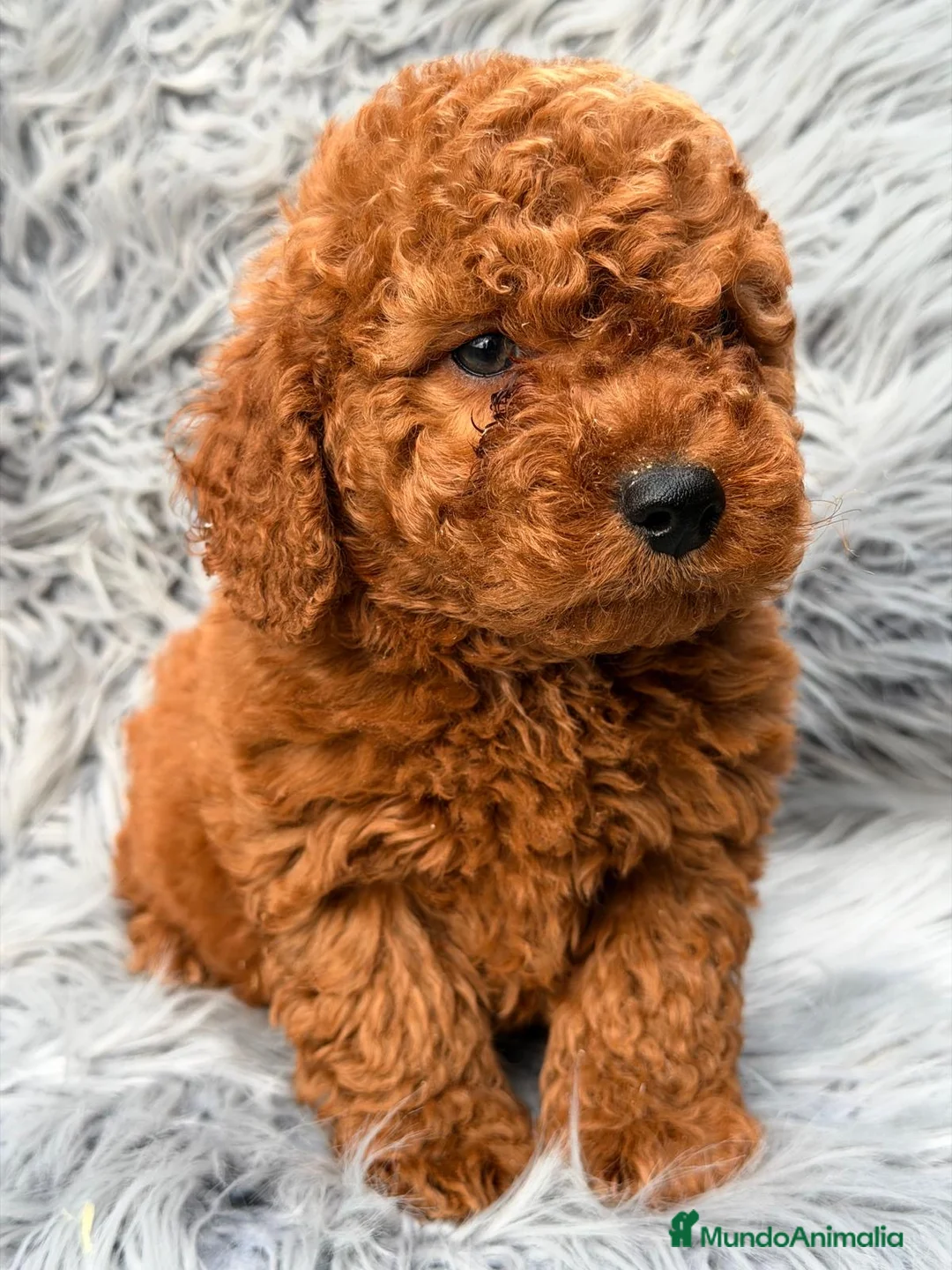 Caniche Enano perros en venta: CAMADA CANICHE ENANO ROJO INTENSO - Anuncio 1