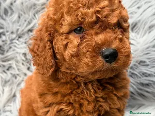 Caniche Enano perros CAMADA CANICHE ENANO ROJO INTENSO - Anuncio 2