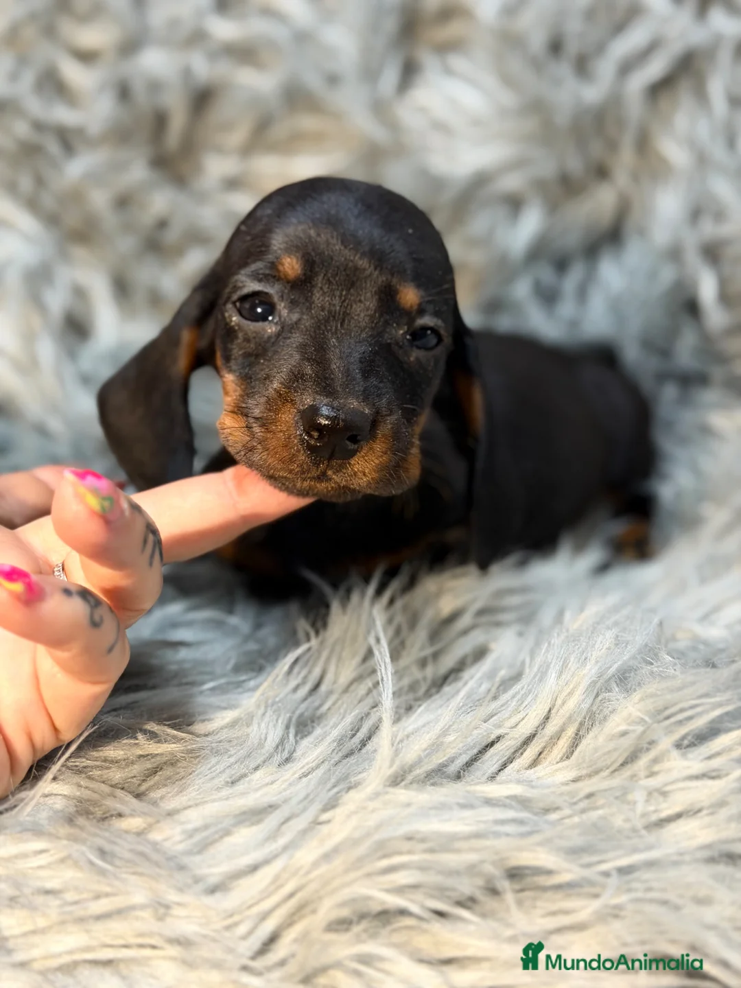 Teckel Miniatura perros en venta: Teckel miniatura muy pequeño  - Anuncio 2