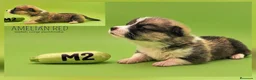 Welsh Corgi Pembroke perros en venta: Cachorros de Welsh Corgi Pembroke - Anuncio 7