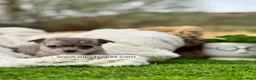 Chihuahua perros en venta: CHIHUAHUA MERLE - Anuncio 5