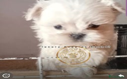 Bichón Maltés perros en venta: Bichon maltes coreano y americano  - Imagen 2
