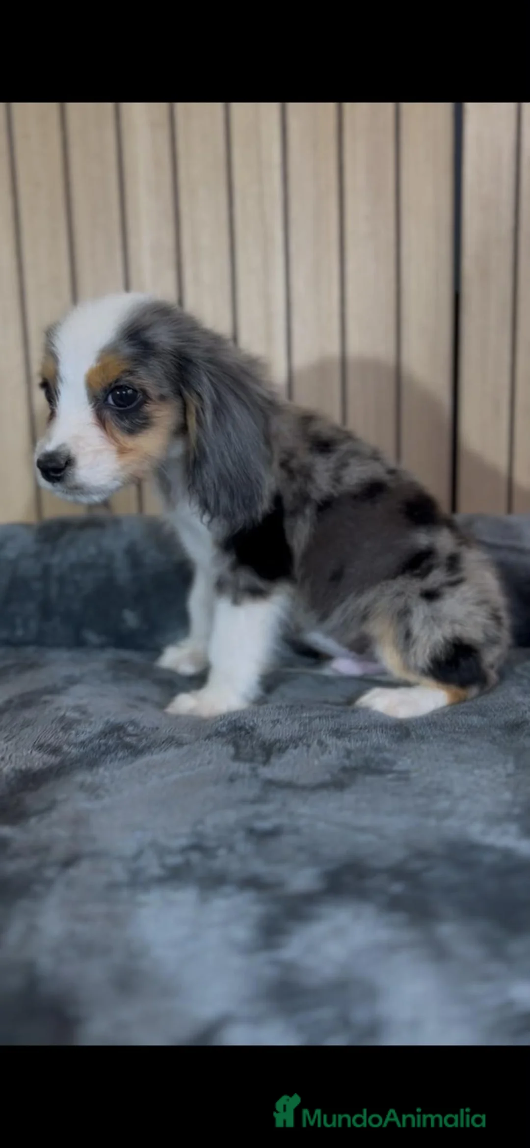 Cocker Spaniel Americano perros en venta: Cocker merle plata - Anuncio 2
