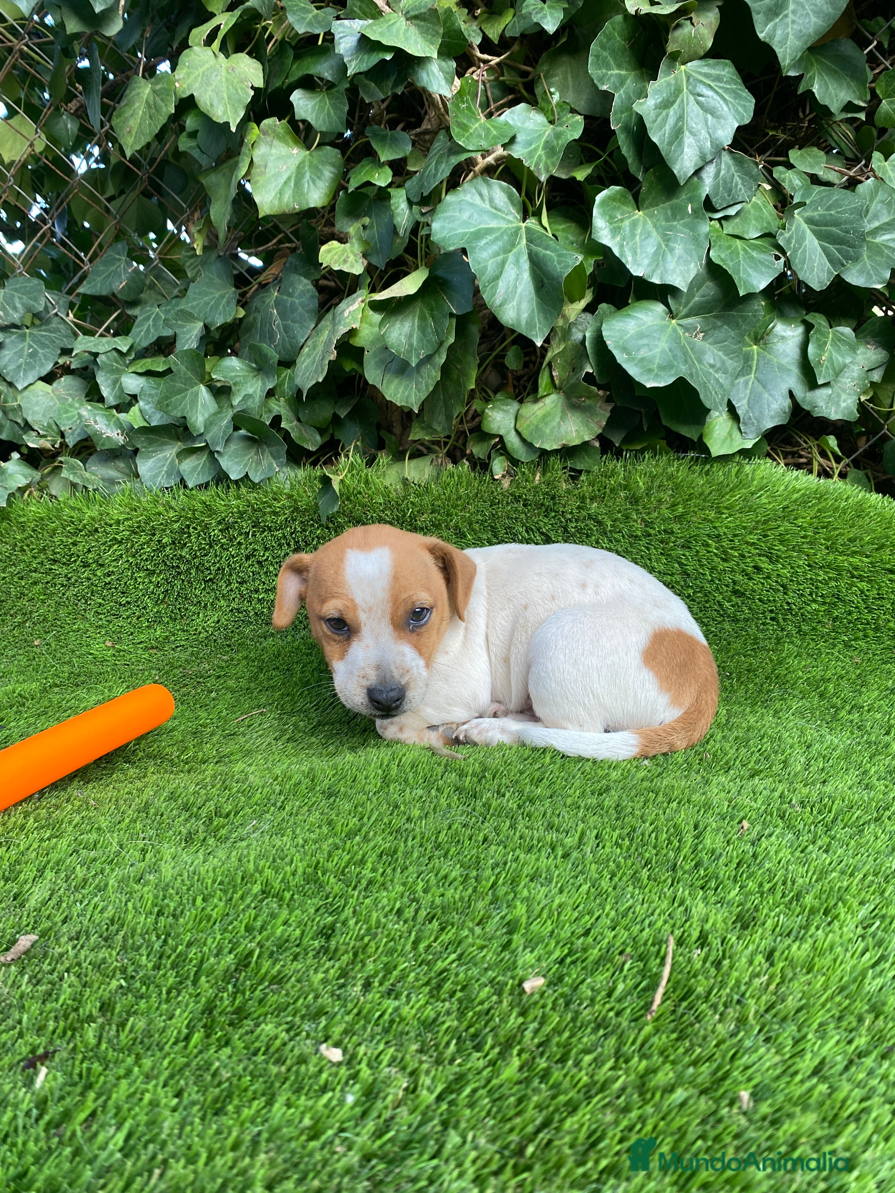 Jack Russell Terrier perros Jack Russell patas cortas - Anuncio 1