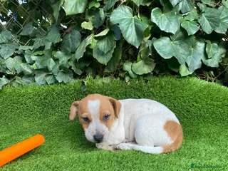 Jack Russell Terrier perros Jack Russell patas cortas - Anuncio 5