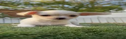 Chihuahua perros en venta: CHIHUAHUA - MACHO - Anuncio 11