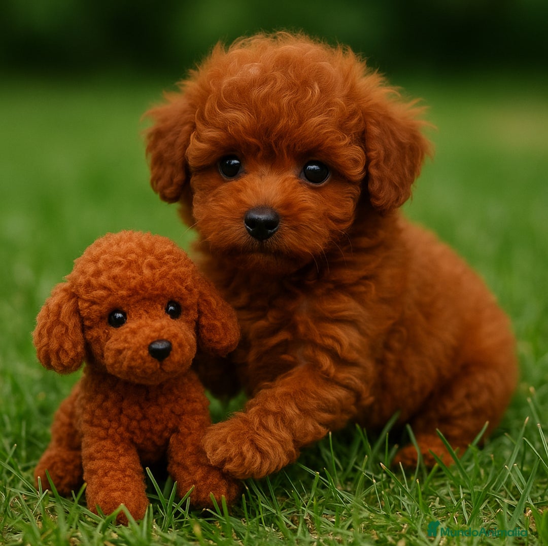 Caniche Toy perros en venta: Preciosos caniches toy rojo  - Imagen 1