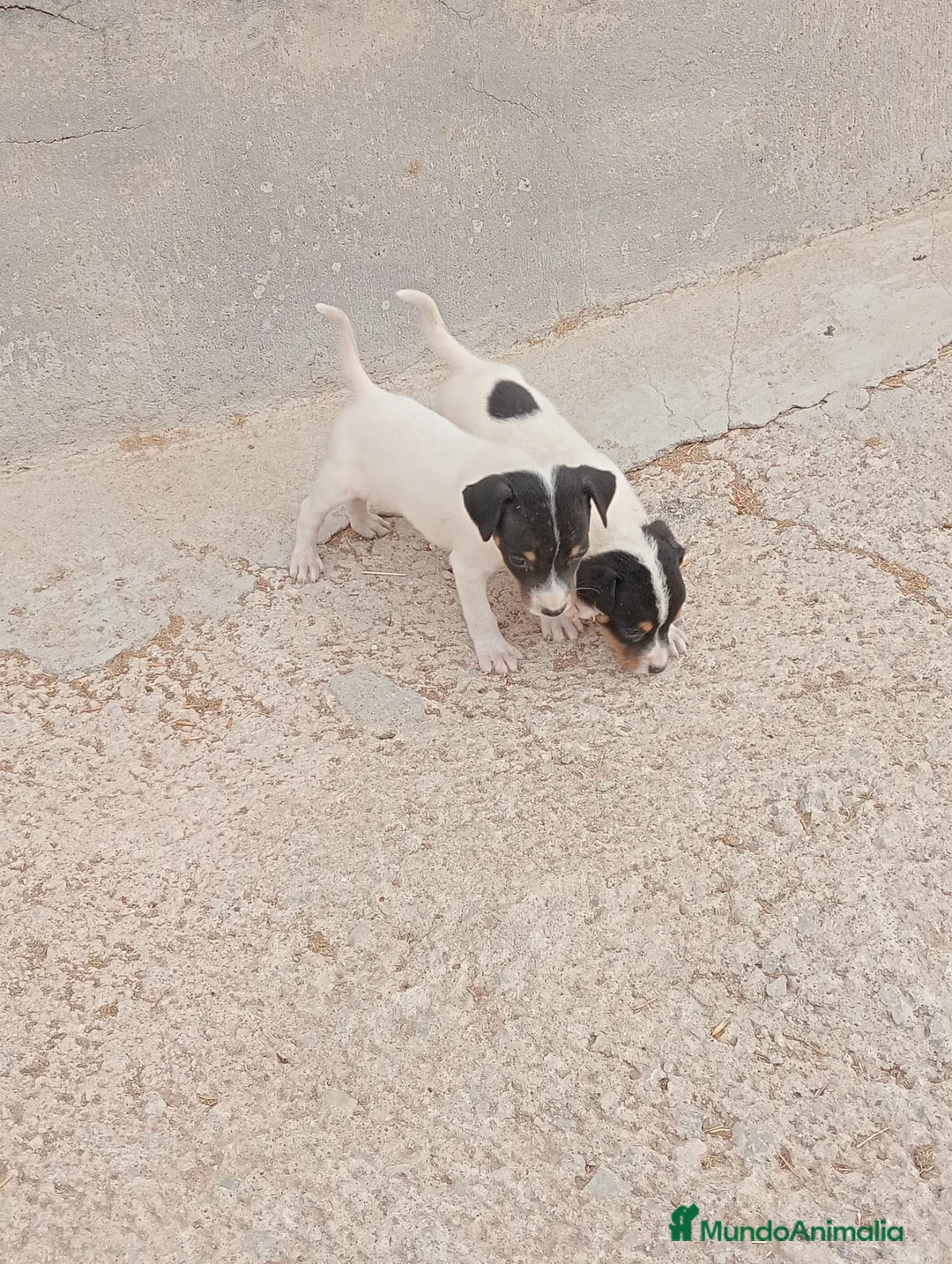 Ratonero Bodeguero Andaluz perros en venta: Bodeguero  - Anuncio 2