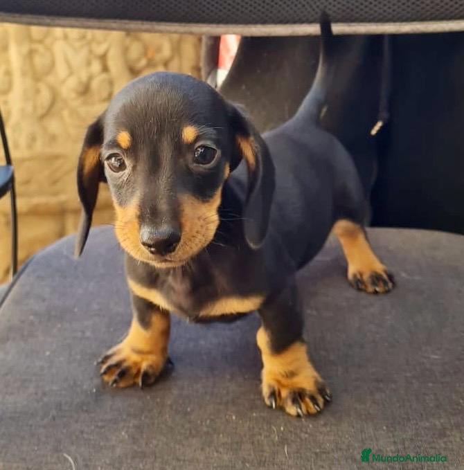 Teckel Miniatura perros Teckel  mini - Anuncio 22