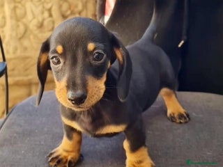 Teckel Miniatura perros Teckel mini - Anuncio 12