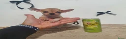 Chihuahua perros en venta: Chihuahua miniatura  - Anuncio 2