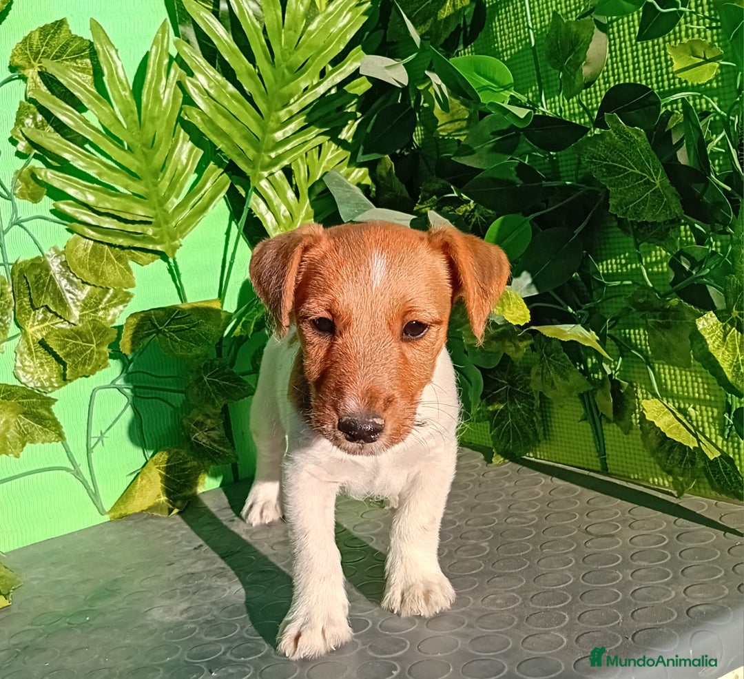 Raza Mixta perros en venta: Excelentes cachorros mixto  - Imagen 2