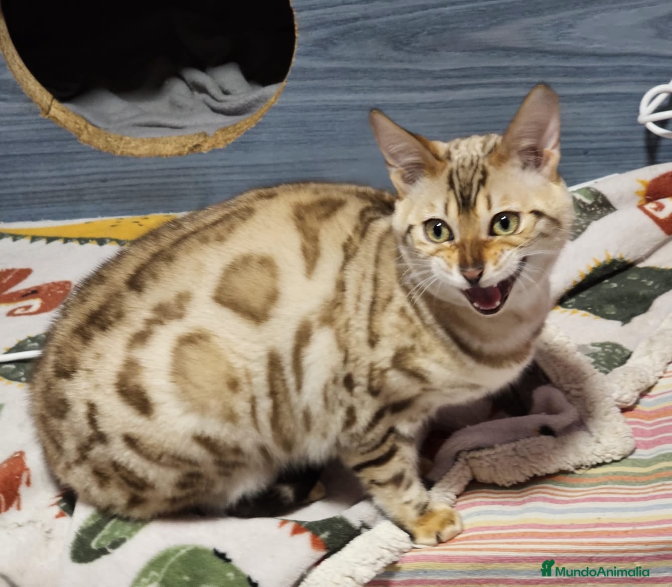 Bengalí gatos Bengalí Macho Snow Mink - Anuncio 2