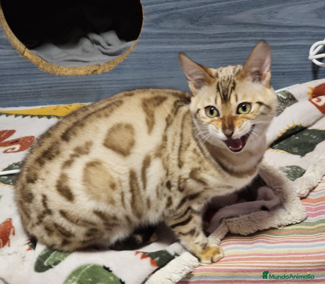 Bengalí gatos en venta: Bengalí Macho Snow Mink - Anuncio 2