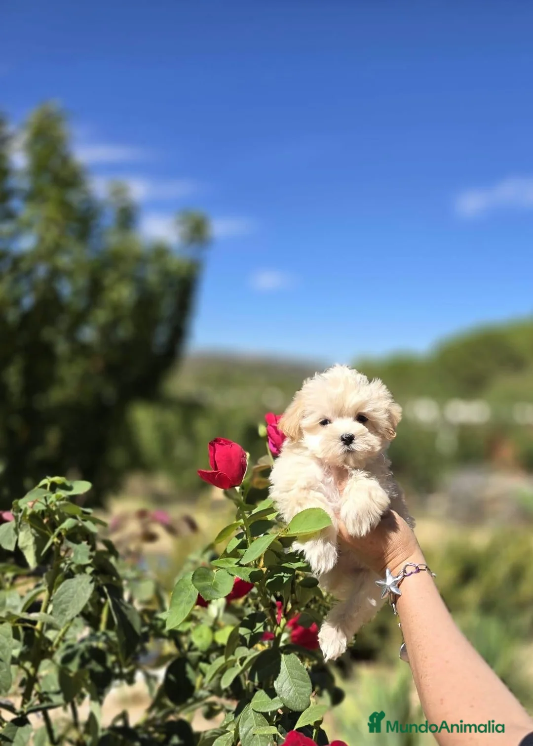 Maltipoo perros en venta: Maltipoo excelentes y diminutos cachorritos!!! - Anuncio 1