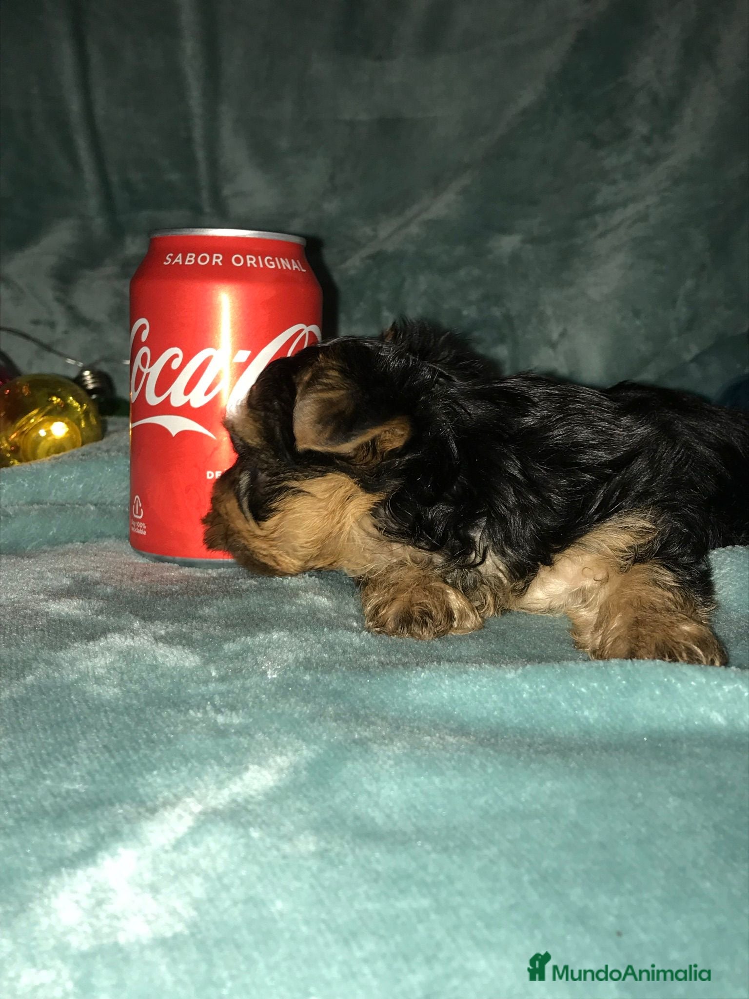 Yorkshire Terrier perros YORKSHIRES CACHORROS ///// ANDALUCÍA  - Anuncio 2