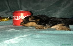 Yorkshire Terrier perros en venta: YORKSHIRES CACHORROS ///// ANDALUCÍA  - Anuncio 2