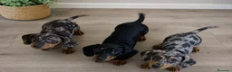 Teckel Miniatura perros en venta: Teckel Miniatura Arlequín y Negro Fuego 🐾 - Anuncio 1