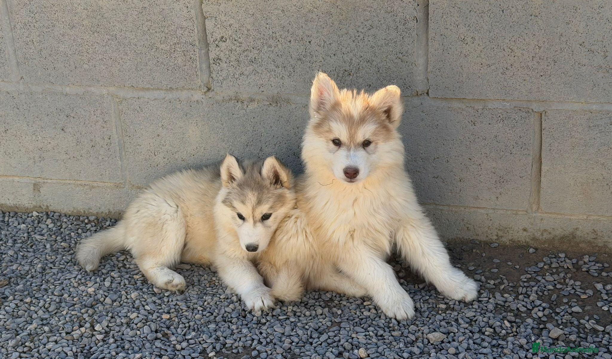 Husky Siberiano perros Husky SIBERIANO Macho  - Anuncio 11