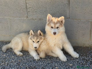 Husky Siberiano perros Husky SIBERIANO Macho - Anuncio 5