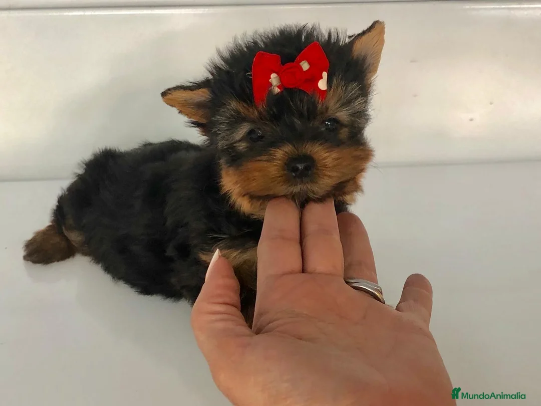 Yorkshire Terrier perros en venta: Yorkshire toy - Anuncio 4