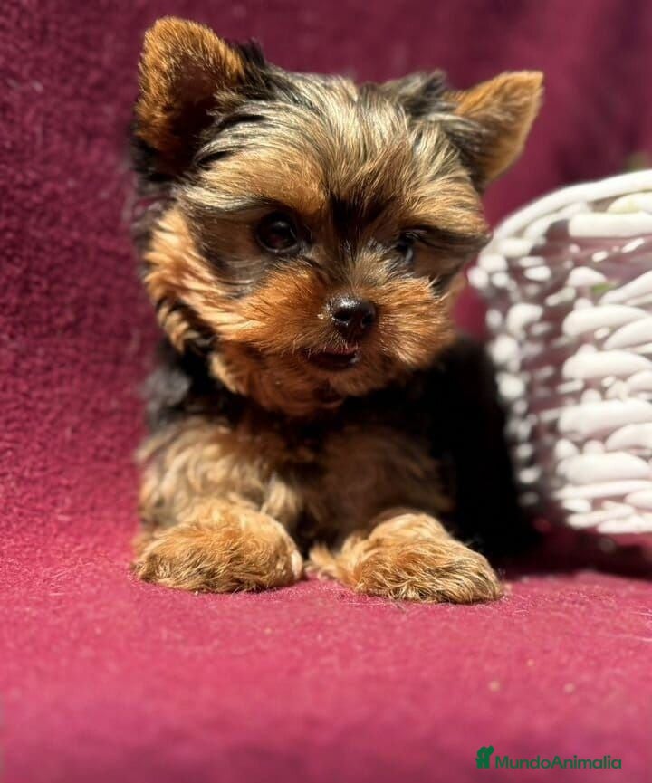 Yorkshire Terrier perros Cachorros hembras Yorkshire chocomerle - Anuncio 28