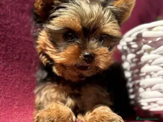 Yorkshire Terrier perros Cachorros hembras Yorkshire chocomerle - Anuncio 28