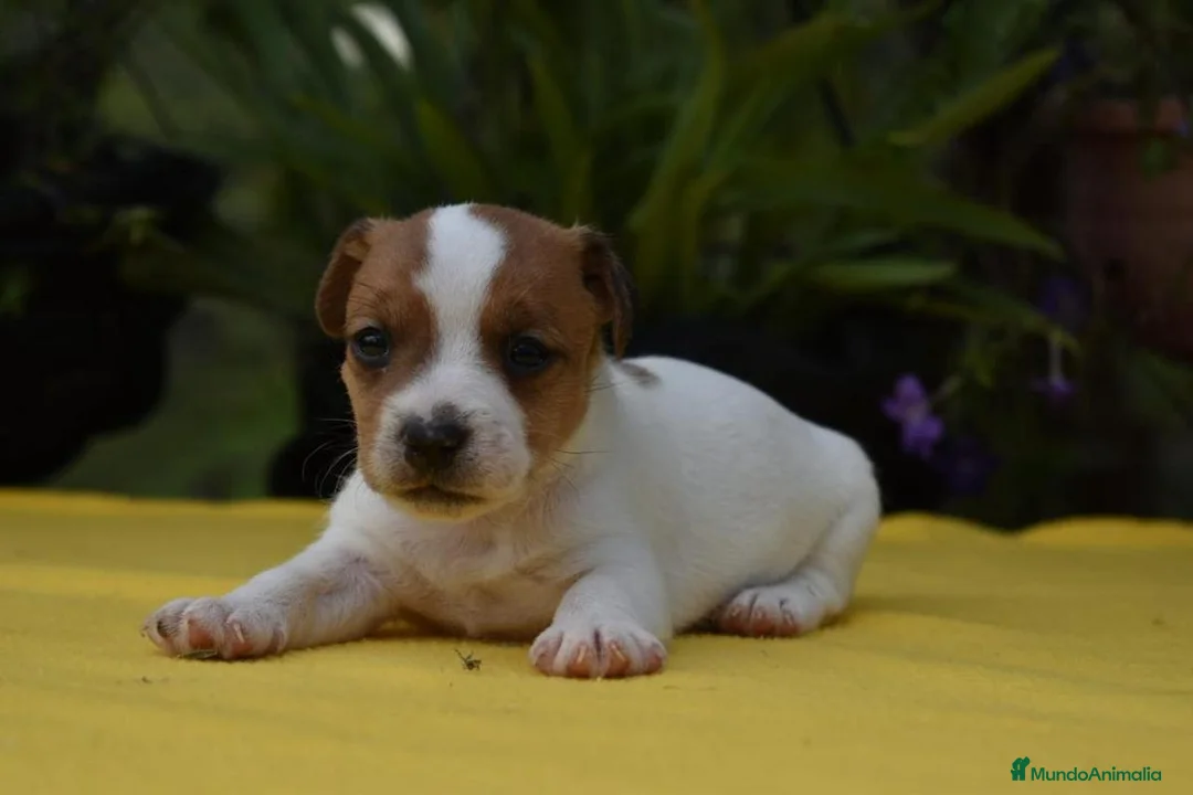 Jack Russell Terrier perros en venta: Pequeños Jack Russell Terrier - Anuncio 1