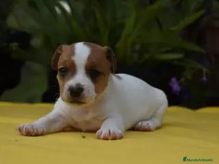 Jack Russell Terrier perros Pequeños Jack Russell Terrier - Anuncio 1