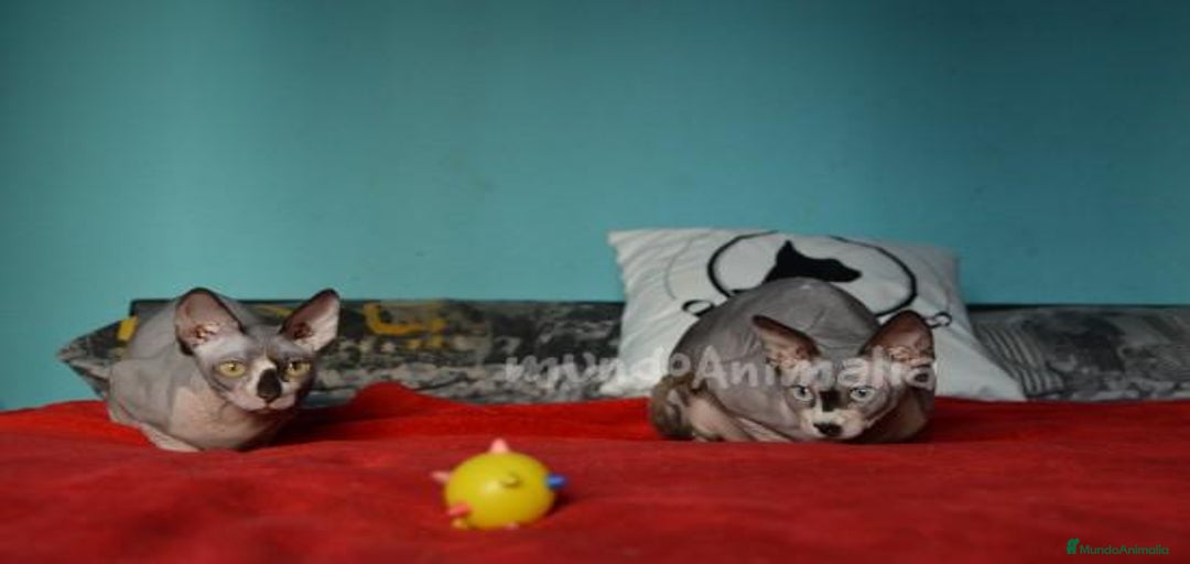 Imagen de galería {{count}}