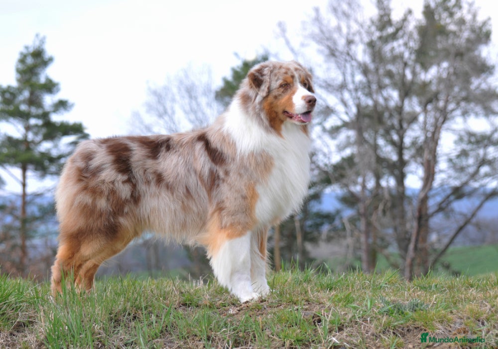 "Riley" Multi Campeón CopperRidge's Extended Offer 