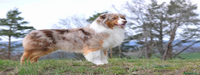"Riley" Multi Campeón CopperRidge's Extended Offer 
