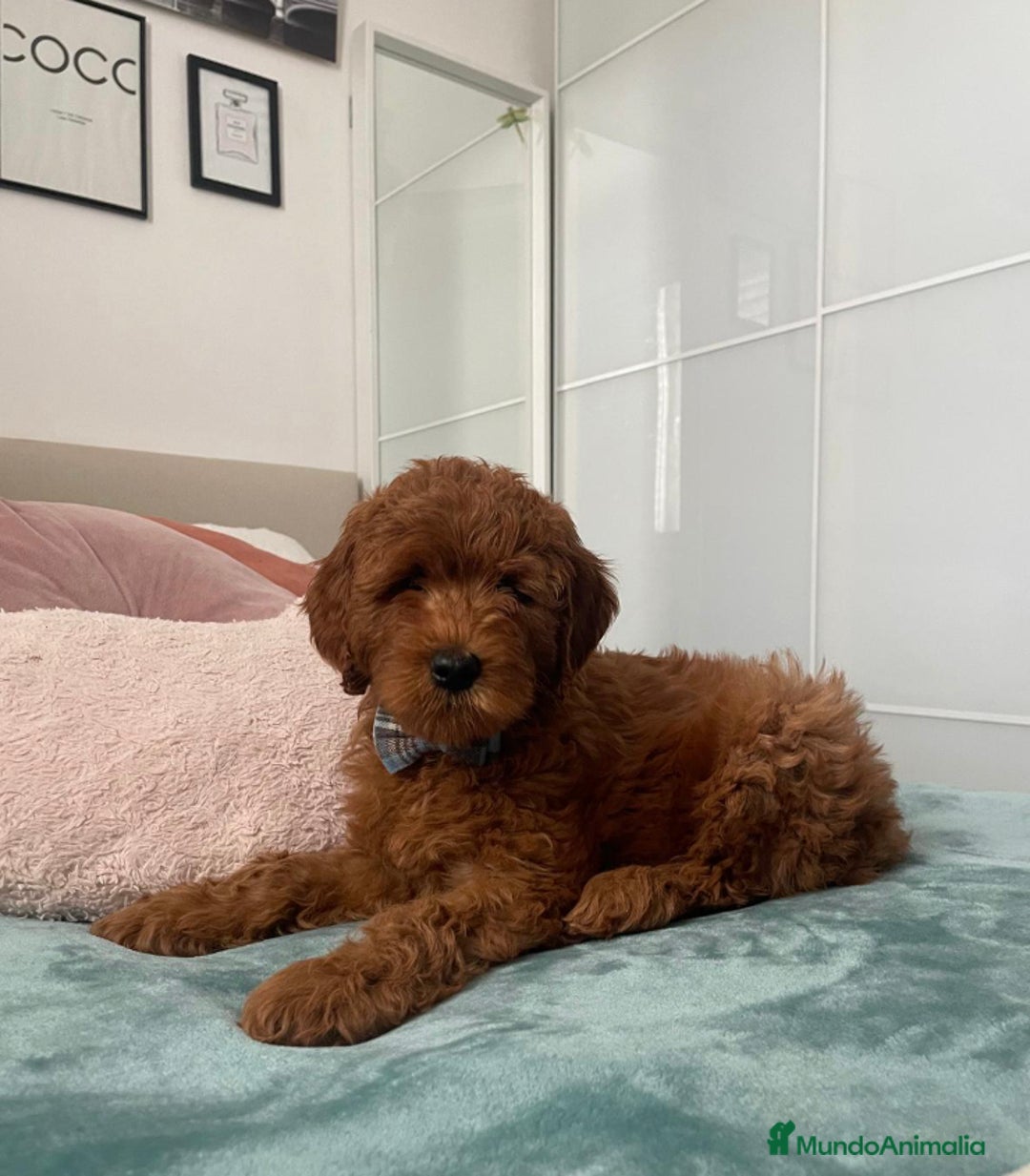 Labradoodle perros en venta: Labradoodle australiano - Imagen 3
