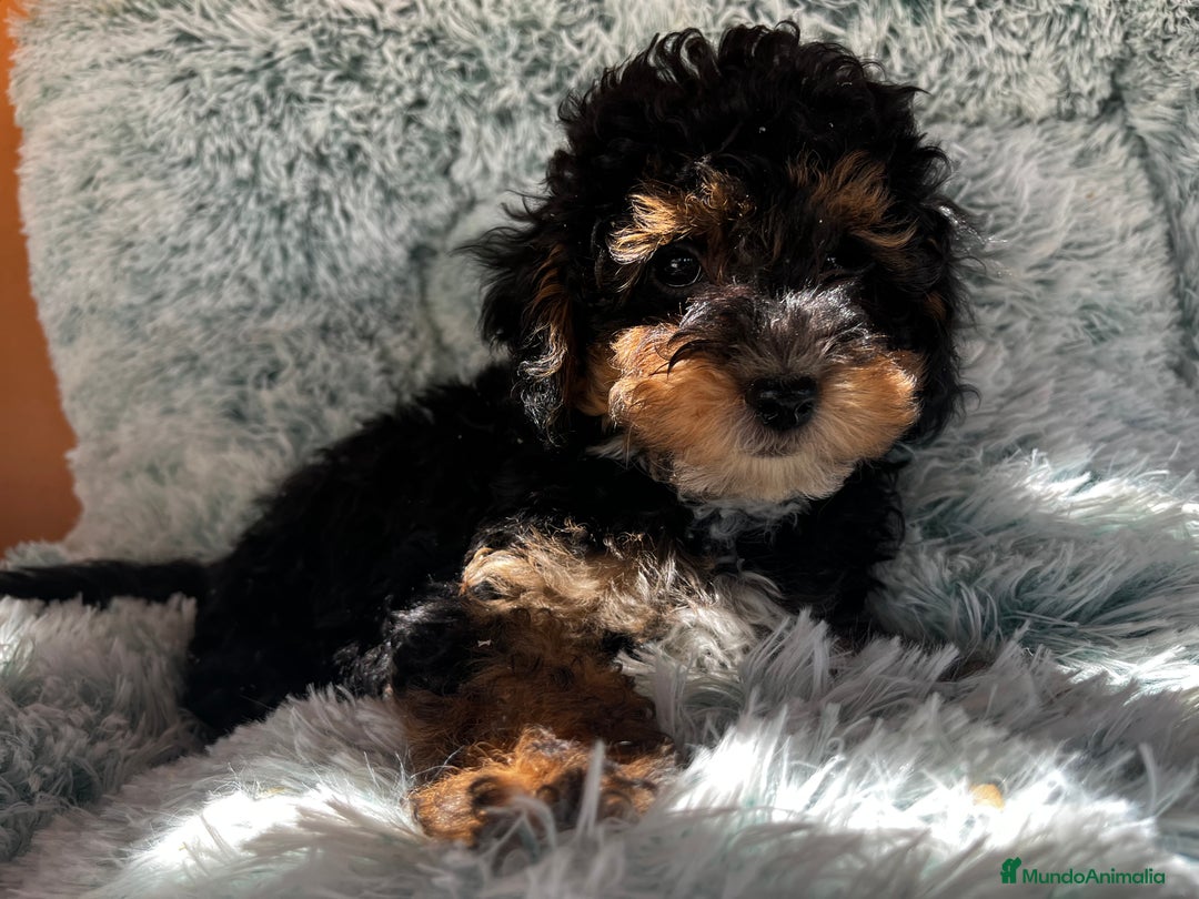 Raza Mixta perros en venta: Caniches toy/enanos  - Imagen 2