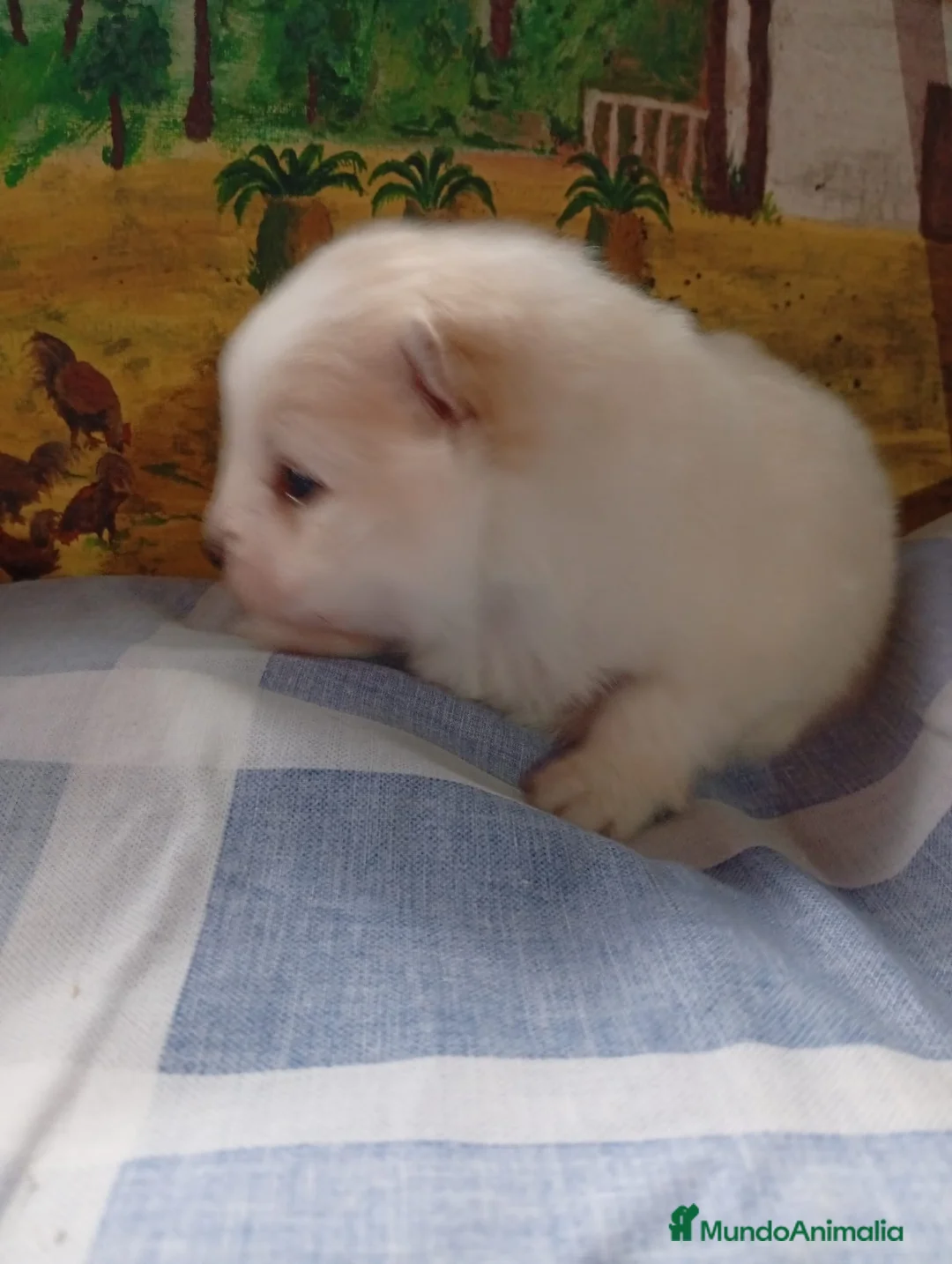 Pomerania perros en venta: Pomerania macho  - Anuncio 2