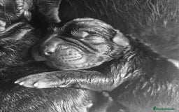 Cane Corso perros en venta: Cachorros Cane Corso - Imagen 2