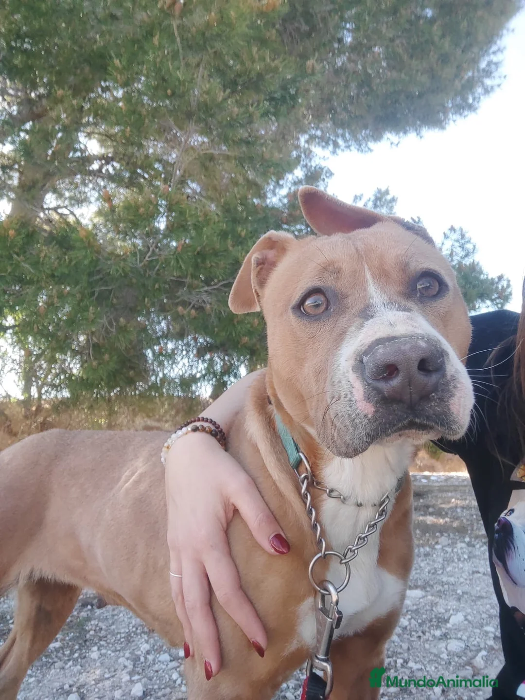 American Pit Bull Terrier perros en adopcion: NUKA ❤️ En Adopción  - Anuncio 2