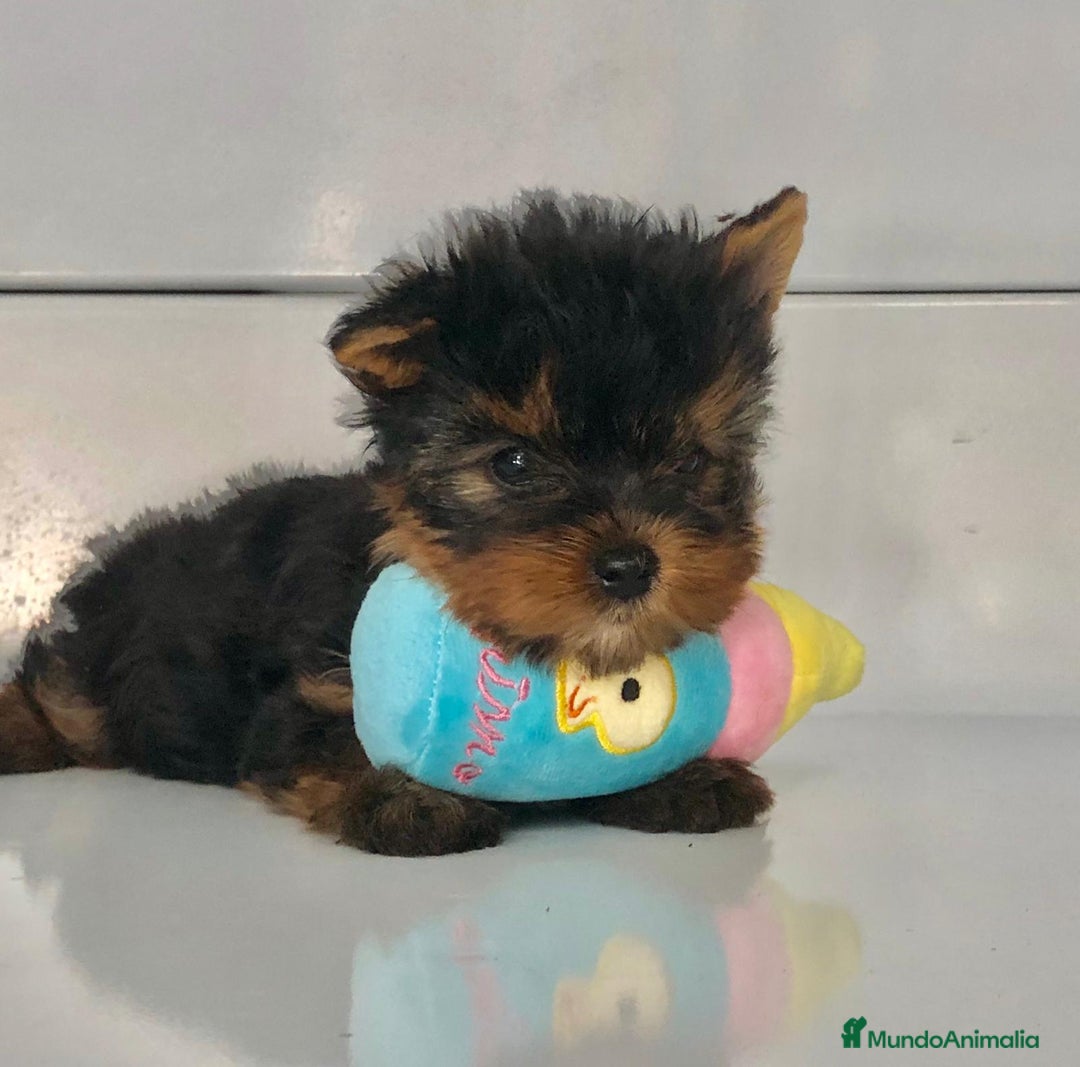 Yorkshire Terrier perros en venta: Yorkshire toy - Anuncio 4