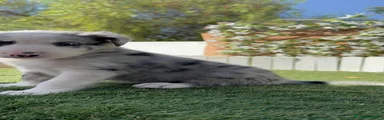 Border Collie 2