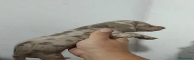 Teckel 1