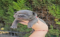 Bulldog Francés perros en venta: Bulldog francés exoticos  - Imagen 1