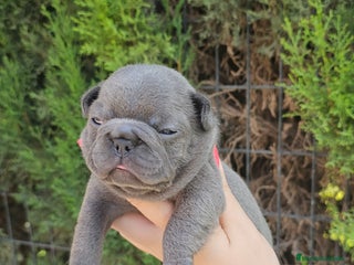 Bulldog Francés perros - Anuncio 8