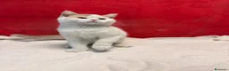 Británico de Pelo Corto gatos en venta: Soy Keko!!  - Anuncio 3