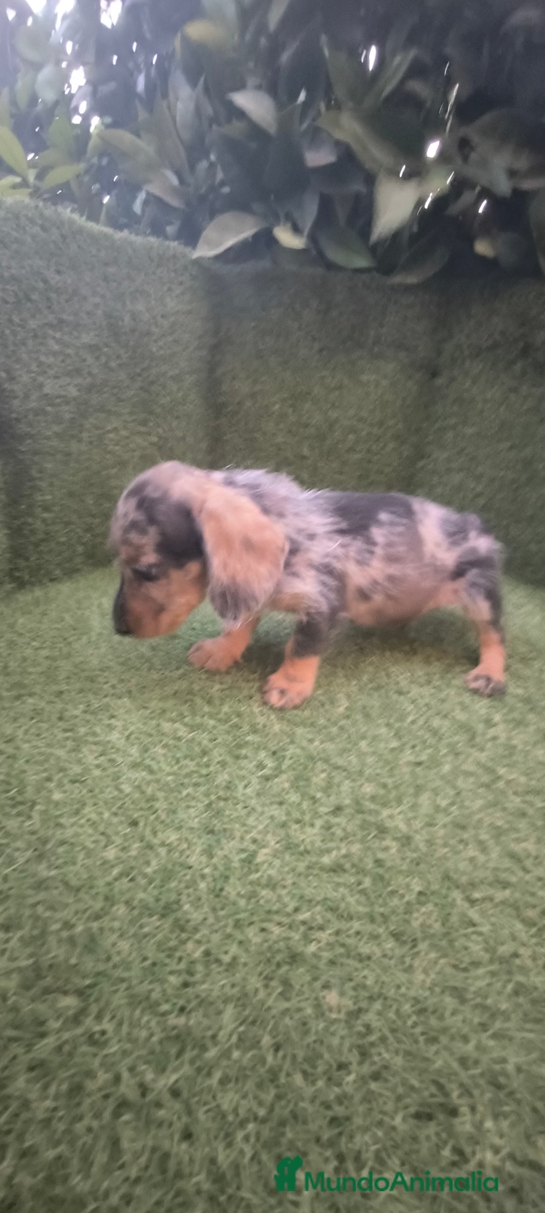 Teckel Miniatura perros en venta: teckel miniatura pelo basto arlequín y negro fuego - Imagen 10