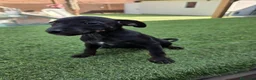 Pinscher Miniatura perros en venta: Mini pinscher hembra  - Anuncio 4