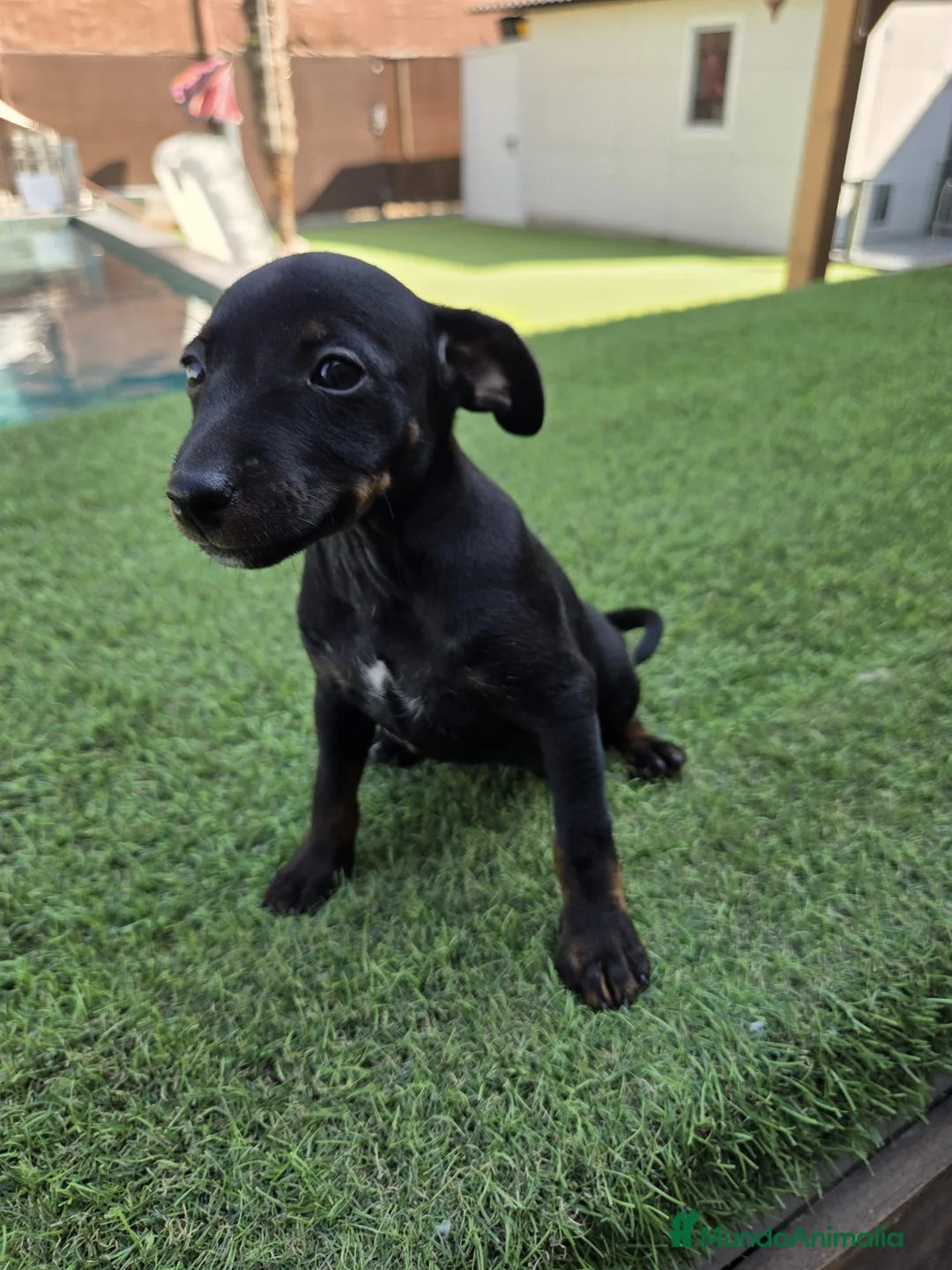 Pinscher Miniatura perros en venta: Mini pinscher hembra  - Anuncio 4