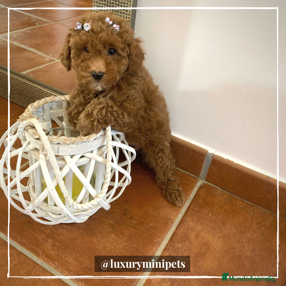 Caniche Enano perros Camada de Caniche tamaño Enano en Madrid - Anuncio 10